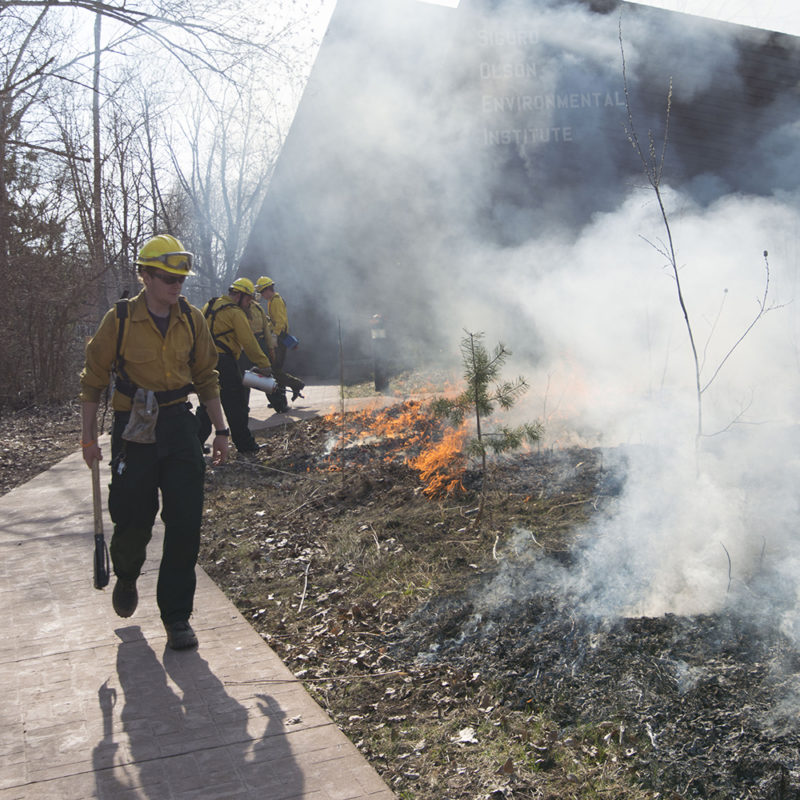 Northland College student works on fire crew to do prescribed burn on campus.